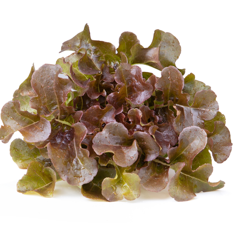Lettuce Red Oak ea
