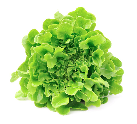 lettuce Green Oak ea