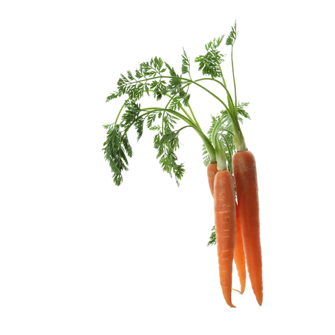 Carrots Dutch Orange Bunch