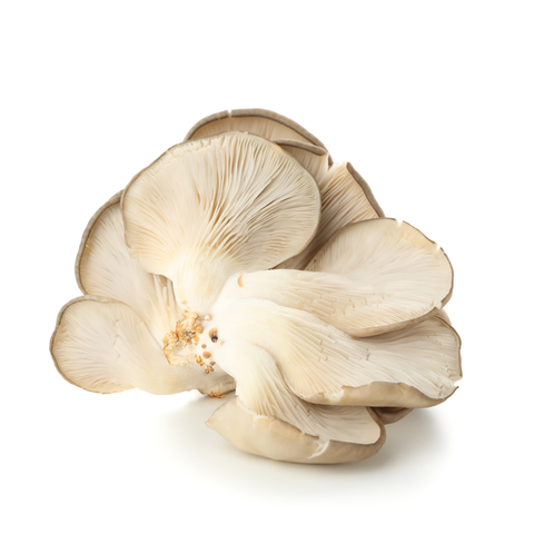 Mushroom Oyster 150g