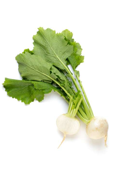 Radish White ea